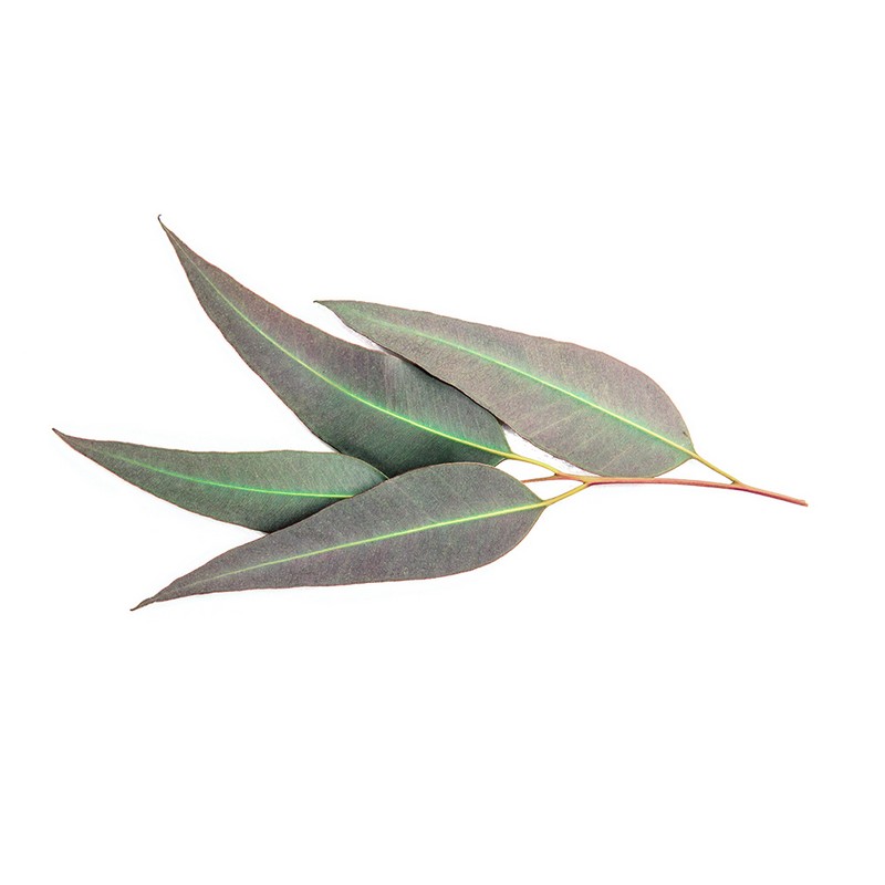 Eucalyptus Citronné